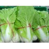 青岛市蔬菜之乡常年白菜、大葱等代购代销