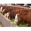 振强牧业低价销售9000头优质育肥牛