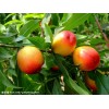 供应（提供）桃（六月中旬熟）春美毛桃、中油四号油桃