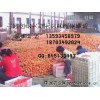 大量供应（提供）；西红柿