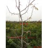 治理沙尘暴，石漠化地区最新首选树种-------皂角树