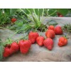 低价供应（提供）代购草莓