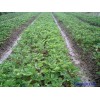 2012大量供应（提供）成活率高的优质草莓苗
