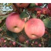 山东苹果基地，山东价格，哪里的苹果最便宜75以上1.3