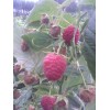 大量批发、零售树莓苗、黑加仑苗、葡萄苗、草莓苗