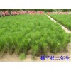 供应（提供）樟子松/毛白杨/紫叶矮樱/香花槐/核桃苗/核桃树