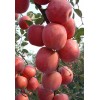 陕西礼泉精品红富士苹果低价供应（提供）