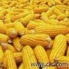 【养殖基地】大量收购玉米豆饼大米油糠棉粕高粱等