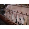 6元一斤苗猪交易中心仔猪常年提供（供应）