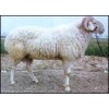 出售肉羊，波尔山羊，小尾寒羊，
