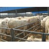 出售肉牛，西门塔尔牛，鲁西黄牛，夏洛莱牛，利木赞牛