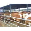 肉牛养殖肉牛养殖场肉牛价格