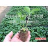 蛟河市草莓研究所供应（提供）草莓苗、红颜、章姬、童子一号等品种