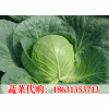 供应（提供）甘蓝 错季蔬菜代购代销18631353713