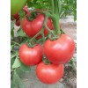 山东硬粉西红柿产地供应（提供）批发销售