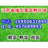 供应四季鹅苗 孵化场老板在线报价