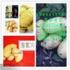 黑龙江省马铃薯专业代收合作社