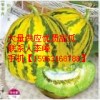 大量供应莘县秋延迟花蕾1号甜瓜