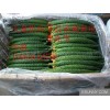 最新鲜的密刺精品黄瓜生产基地