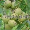 供应核桃苗毛桃苗山桃苗山楂苗杏树苗