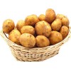 优质绿色无公害菜用型马铃薯—新大坪商品及种子