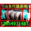 山东仔猪今日价格13954971461仔猪价格行情