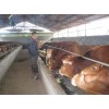 发家致富的最新最好项目肉牛养殖