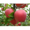 红富士苹果供应0.7元 18369557988