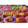 山东红富士苹果供应0.7元 18369557988