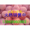 13969960993山东红富士苹果供应基地