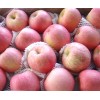 山东红富士苹果供应|山东红富士苹果价格