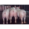 18705499917哪里有出售肥猪的/山东肥猪大量供应