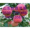 13468135816销售山东富士苹果大量出售红富士苹果