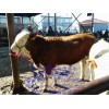 肉牛、肉牛价格咨询、那里有肉牛卖