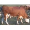 我公司出售西门塔尔牛、波尔山羊 夏洛莱牛、利木赞牛