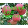 １３４６８１３５８１６出售山东苹果山东临沂苹果红富士