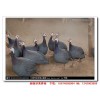 湖南珍珠鸡养殖|长沙珍珠鸡苗市场价格|株洲珍珠鸡图片视频