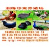 湘潭珍珠鸡养殖|衡阳珍珠鸡苗市场价格|邵阳珍珠鸡图片视频