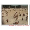 岳阳珍珠鸡养殖|常德珍珠鸡苗市场价格|张家界珍珠鸡图片视频