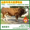 供应各种肉牛、肉羊、鲁西黄牛、西门塔尔牛、利木赞牛