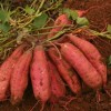 山东地瓜基地 山东红薯基地的红薯产地地瓜价格地瓜那里最便宜