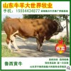 出售肉牛犊,育肥肉牛,繁殖母牛 西门塔尔牛 鲁西黄牛
