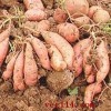 山东地瓜基地 山东红薯基地的红薯产地地瓜价格地瓜那里最便宜
