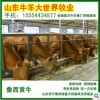 养殖肉牛鲁西黄牛好品种