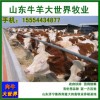 肉牛养殖利润分析
