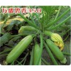 优质抗病西葫芦种子|高产翠绿西葫芦种子——寿光万盛种业