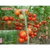 越夏番茄种子——玛丽娜4号