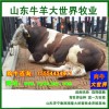 西门塔尔牛利木赞牛适合广西广东养殖吗