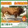 肉牛育肥牛种牛牛犊价格