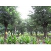 曙光苗木园艺出售规模最大的国槐